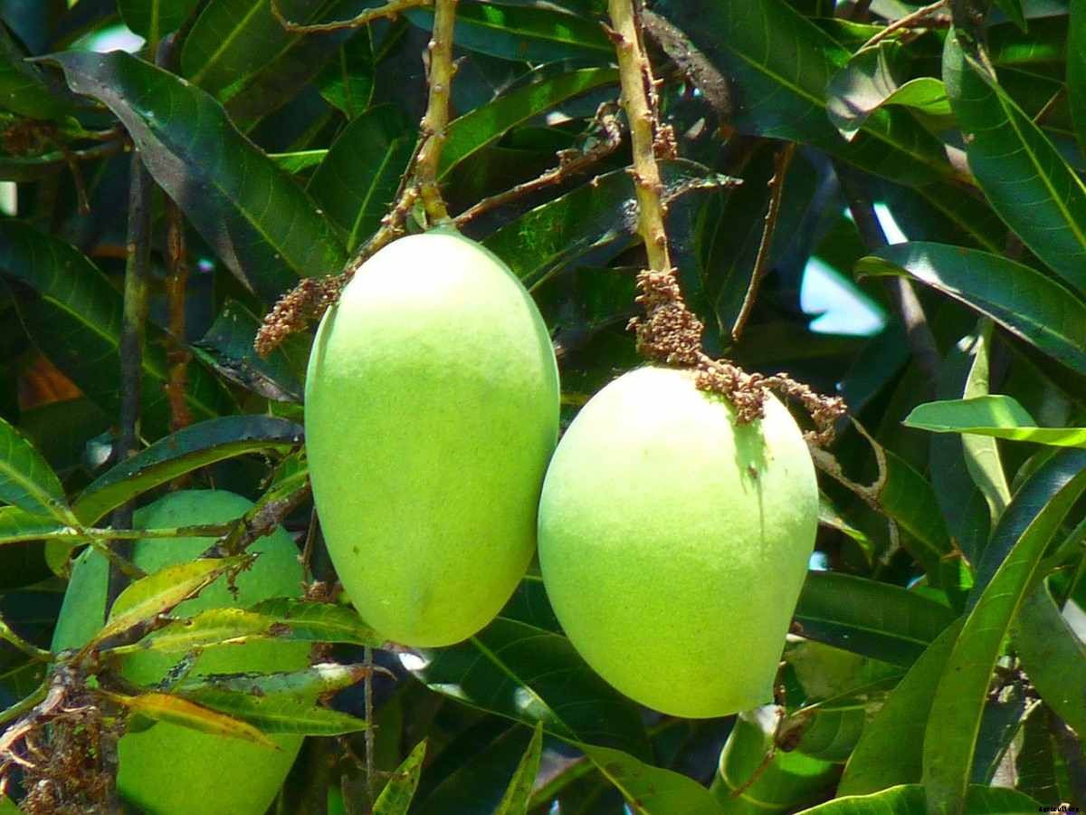 Mango Gardening For Beginners – How To Start, FAQs