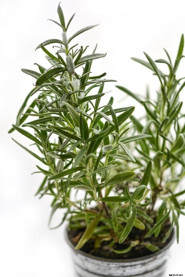 Best Herbs For Container Gardening, and Tips