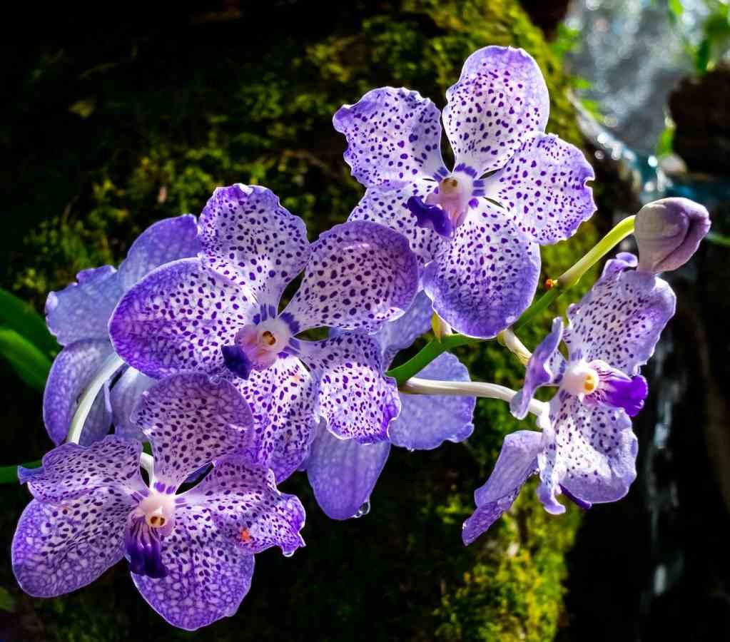 Orchid Gardening For Beginners – How To Start, FAQs