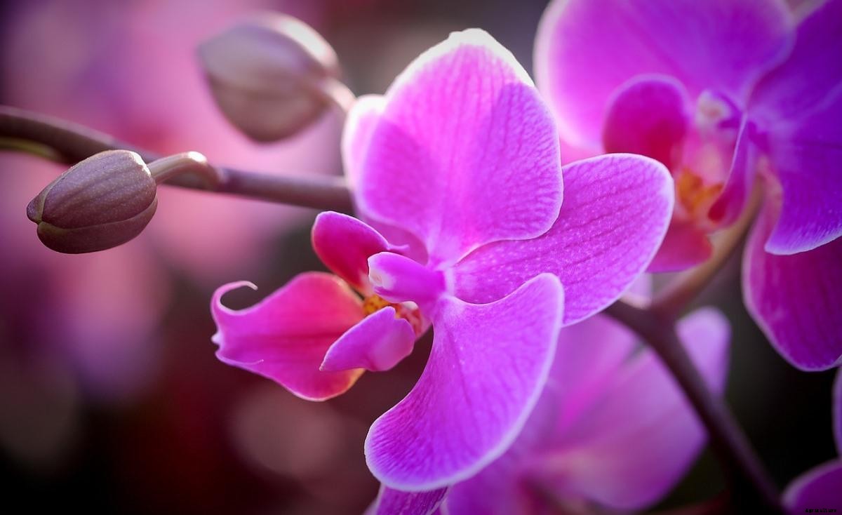 Orchid Gardening For Beginners – How To Start, FAQs