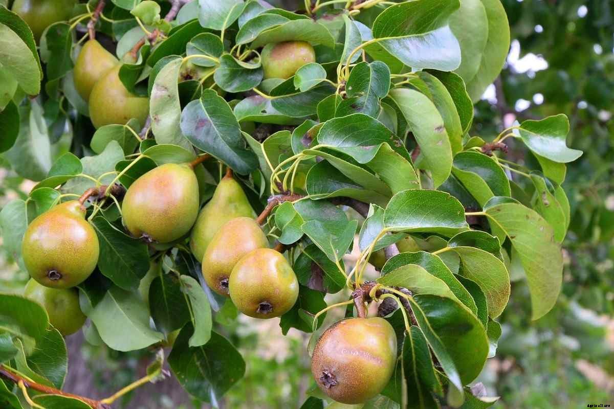 Pear Gardening For Beginners – How To Start, FAQs