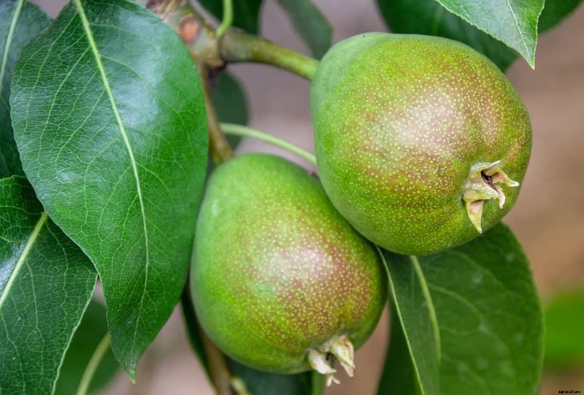 Pear Gardening For Beginners – How To Start, FAQs