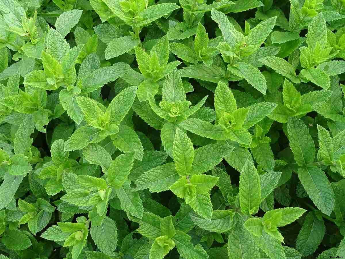 Mint Gardening For Beginners – How To Start, FAQs