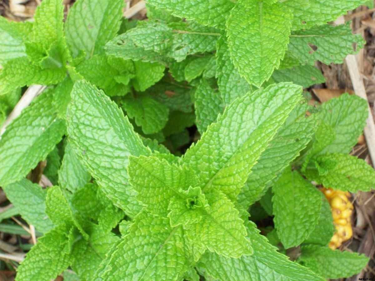 Mint Gardening For Beginners – How To Start, FAQs