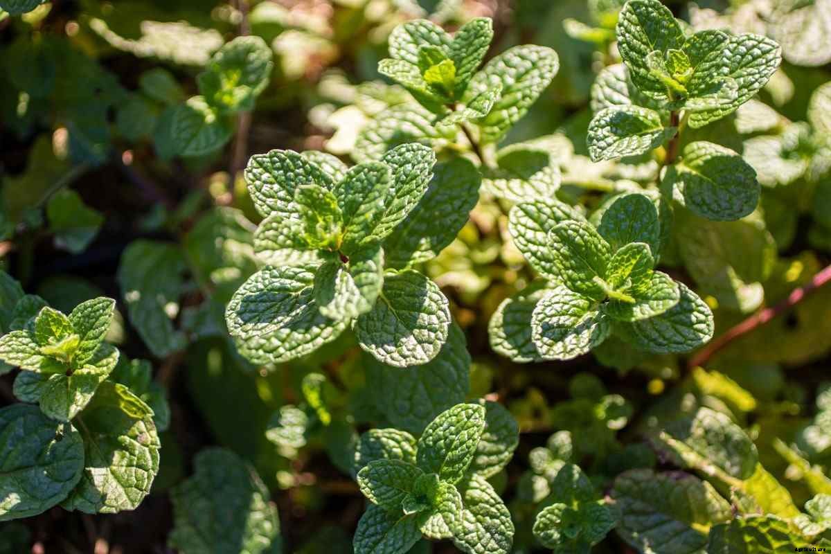 Mint Gardening For Beginners – How To Start, FAQs