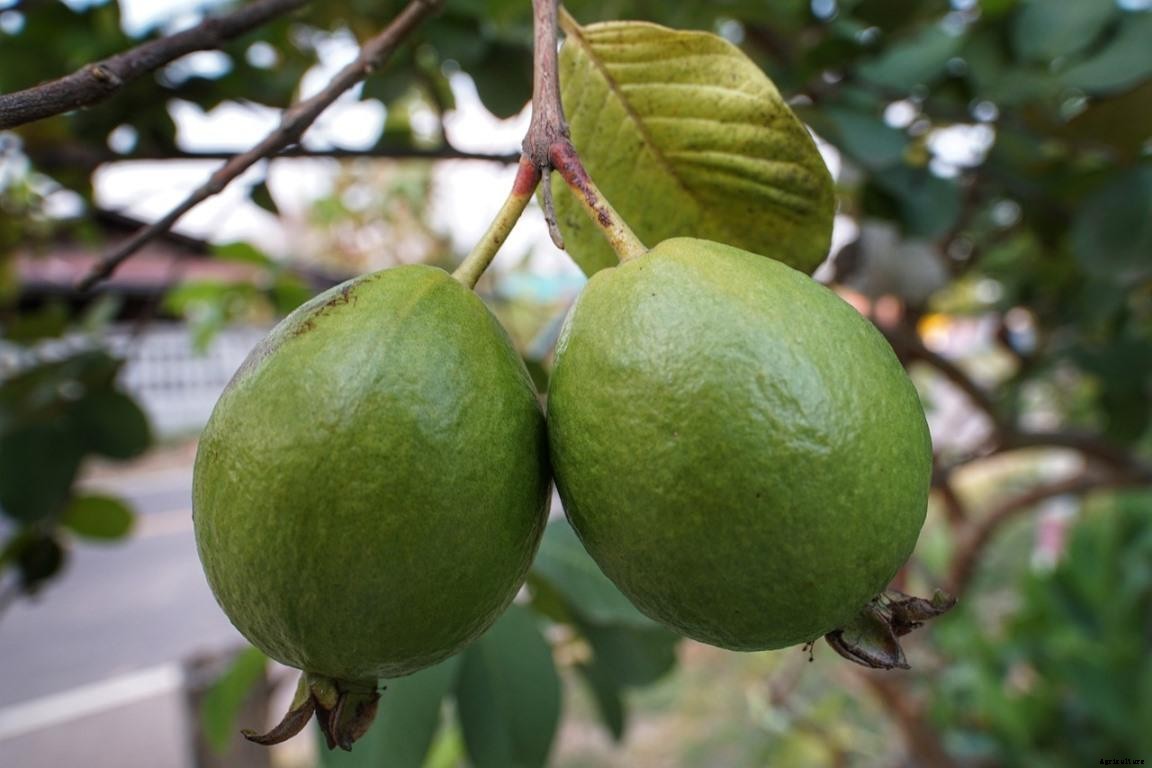 Guava Gardening For Beginners – How To Start, FAQs