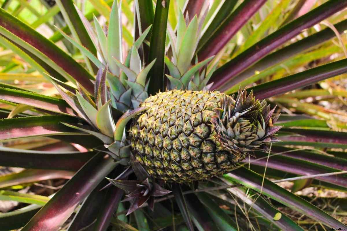 Pineapple Gardening For Beginners, How To Start