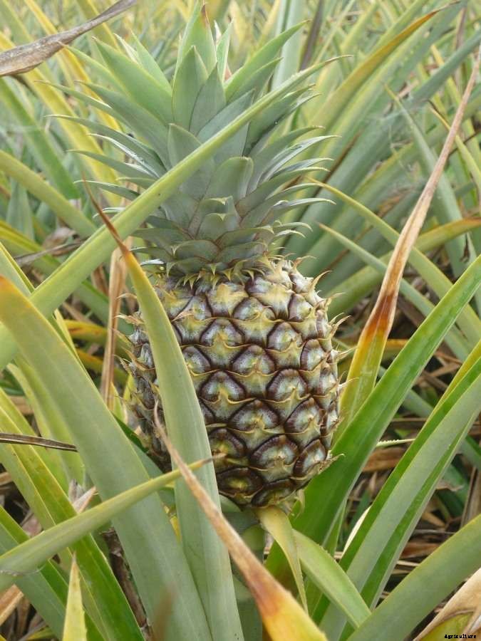 Pineapple Gardening For Beginners, How To Start