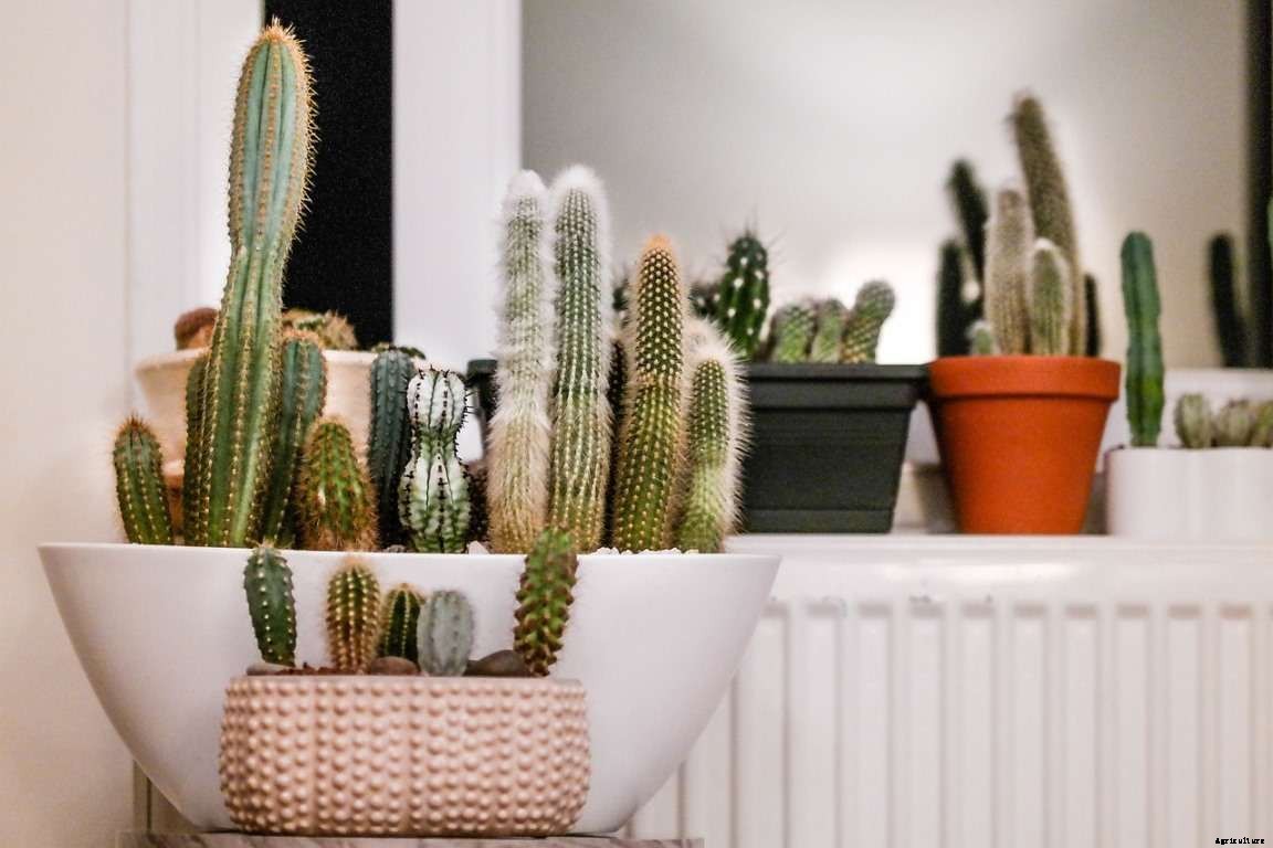 Common Reasons Why Your Houseplants are Dying
