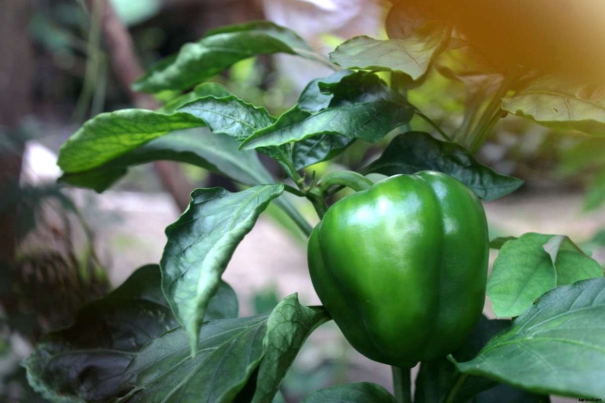 Bell Pepper Gardening For Beginners, How To Start
