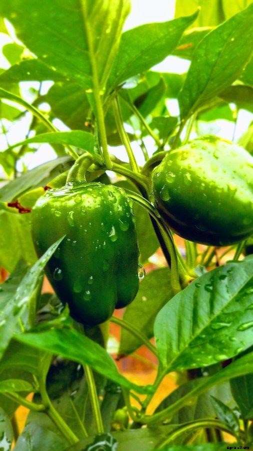 Bell Pepper Gardening For Beginners, How To Start