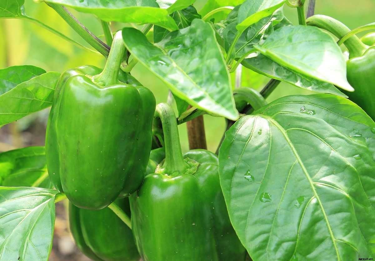 Bell Pepper Gardening For Beginners, How To Start