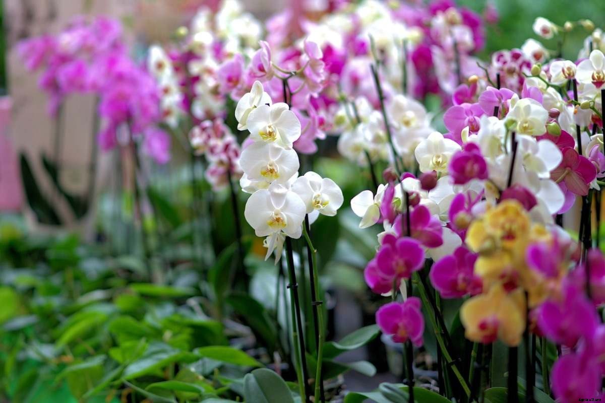 Orchid Growing For Beginners – Tips, Ideas, Techniques
