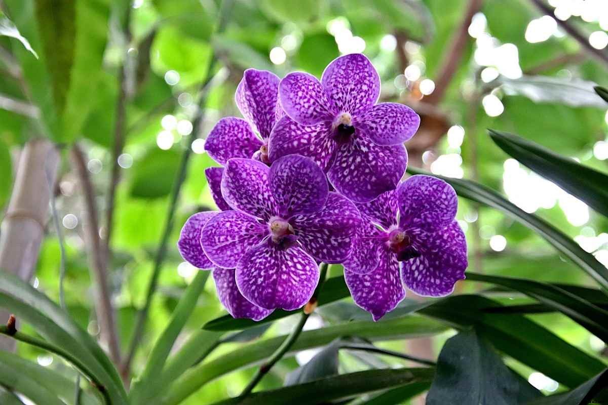 Orchid Growing For Beginners – Tips, Ideas, Techniques