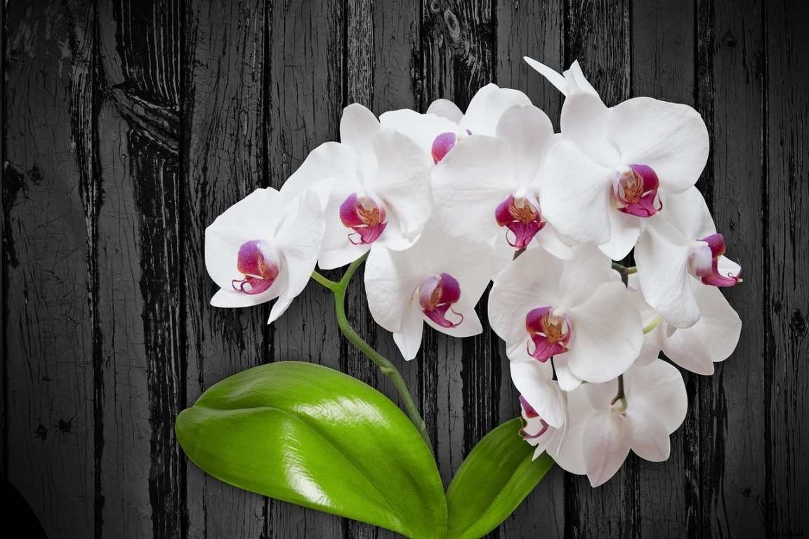 Orchid Growing For Beginners – Tips, Ideas, Techniques