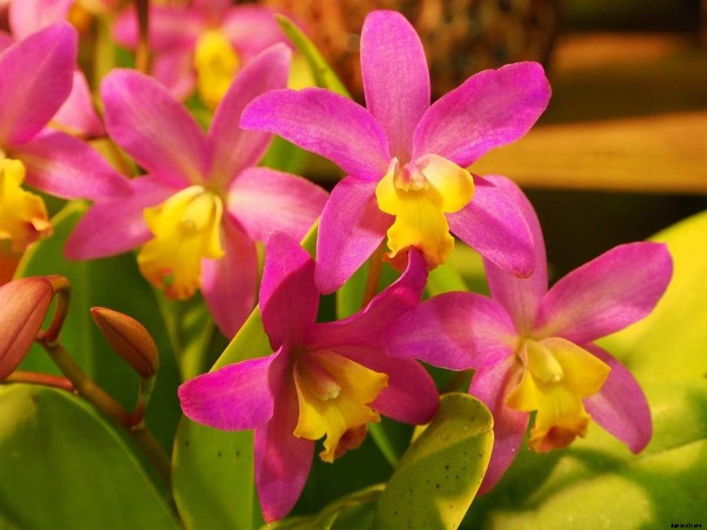 Orchid Growing For Beginners – Tips, Ideas, Techniques