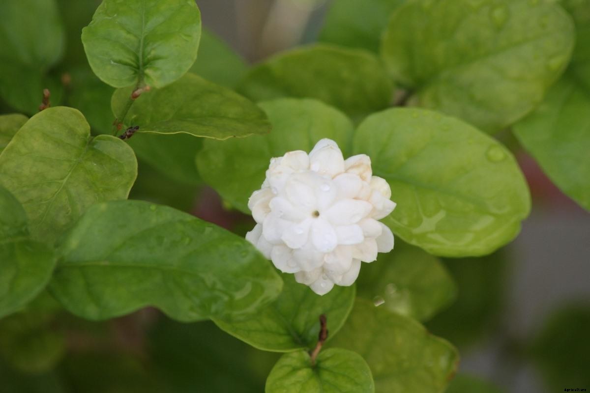 Jasmine Gardening For Beginners – How to Start, FAQs