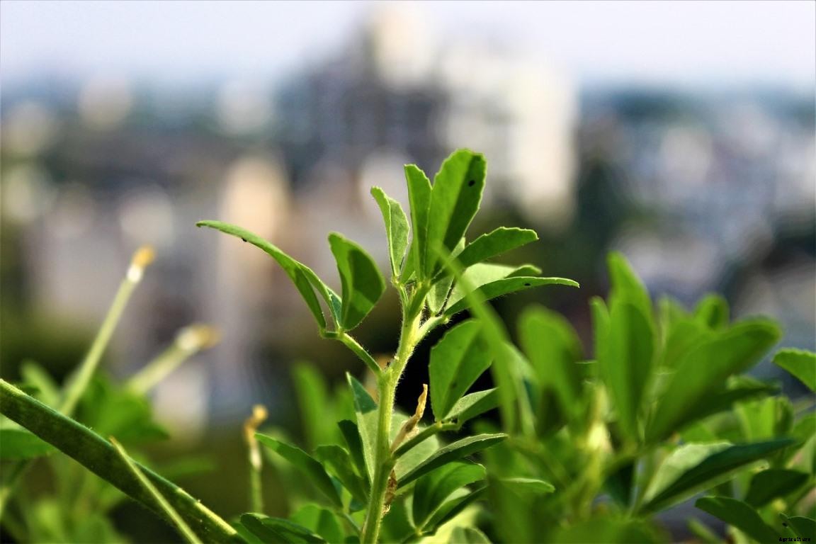 Fenugreek Gardening For Beginners – How To Start