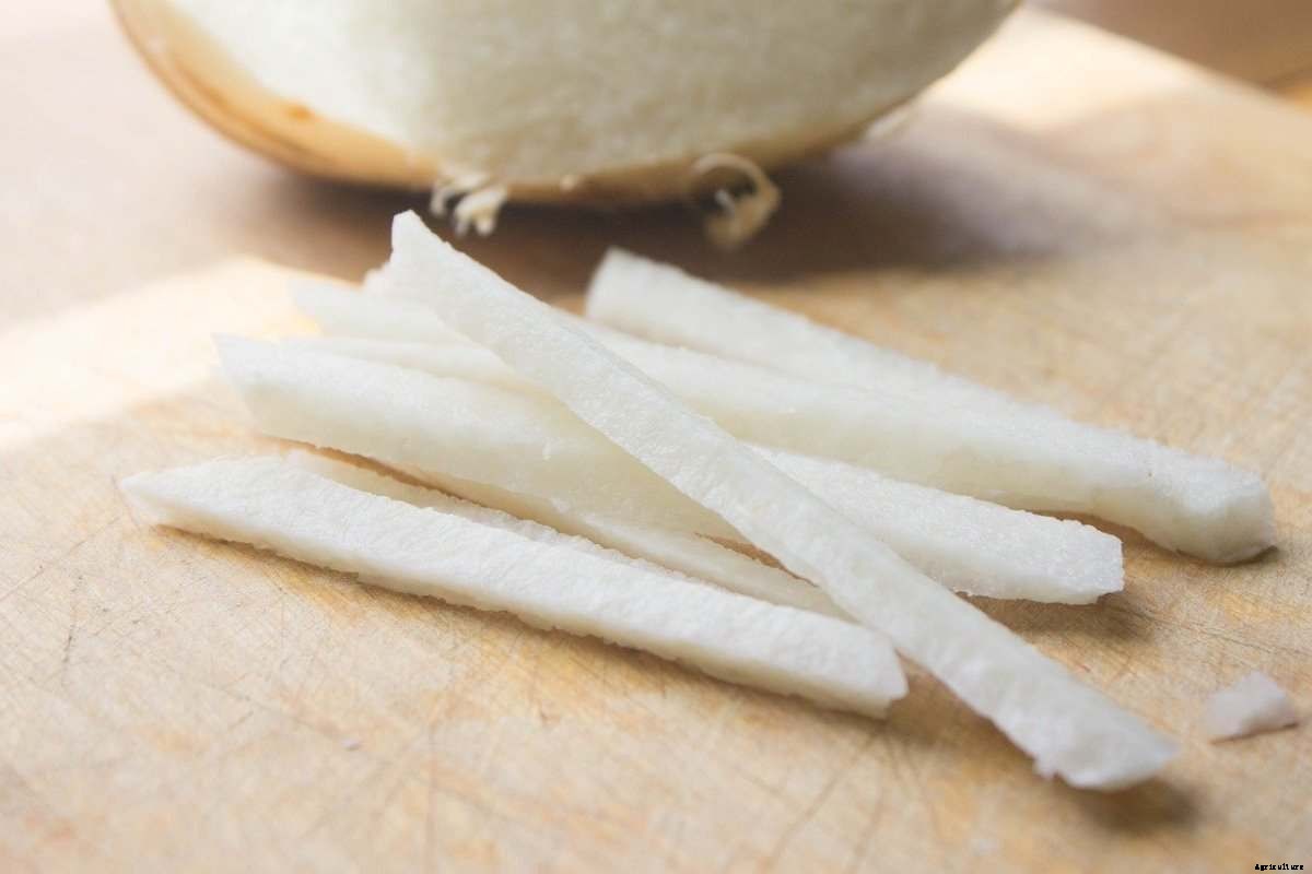 Growing Jicama From Seeds – Planting Guide
