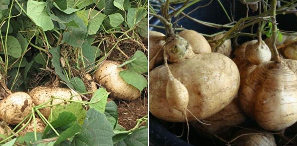 Growing Jicama From Seeds – Planting Guide