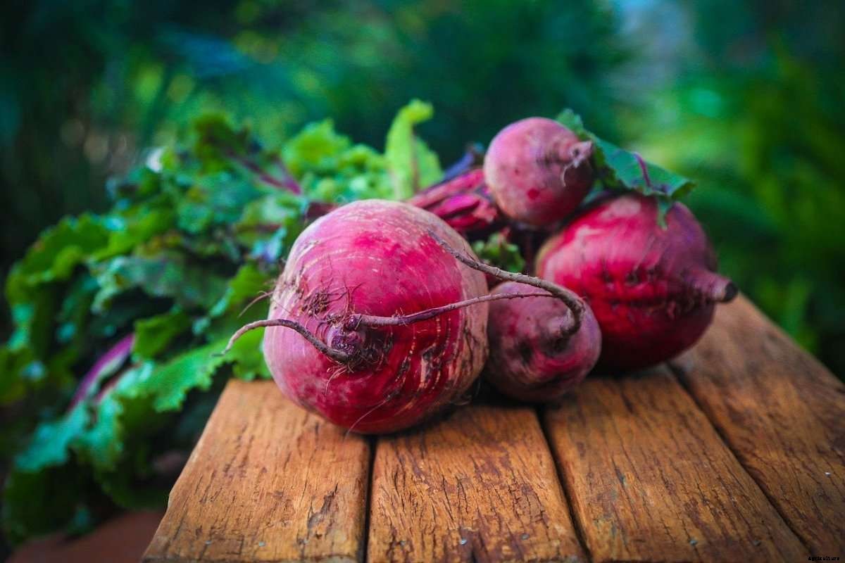 Beetroot Gardening For Beginners – How To Start, FAQs