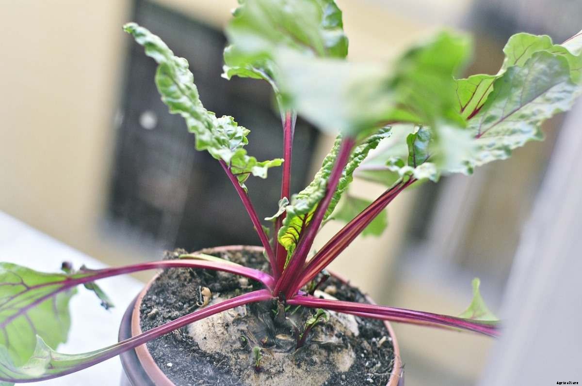 Beetroot Gardening For Beginners – How To Start, FAQs