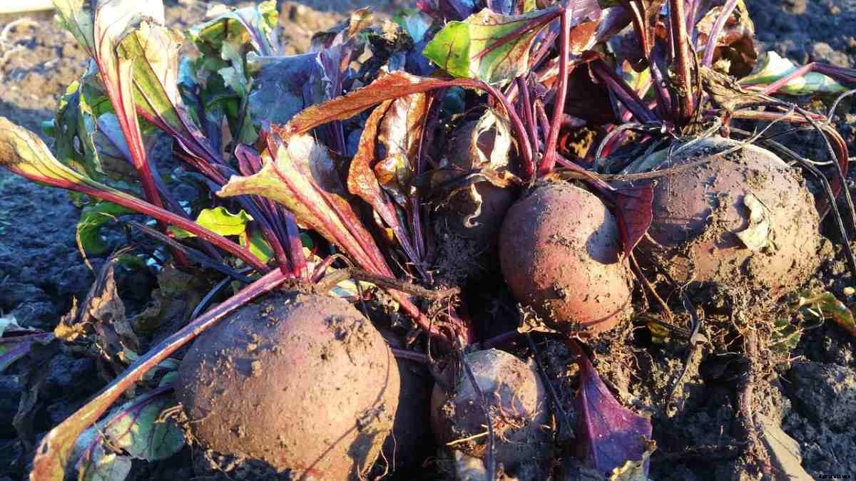 Beetroot Gardening For Beginners – How To Start, FAQs