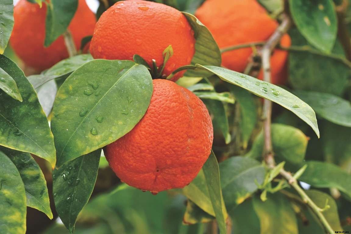 Orange Gardening For Beginners, How To Start, FAQs