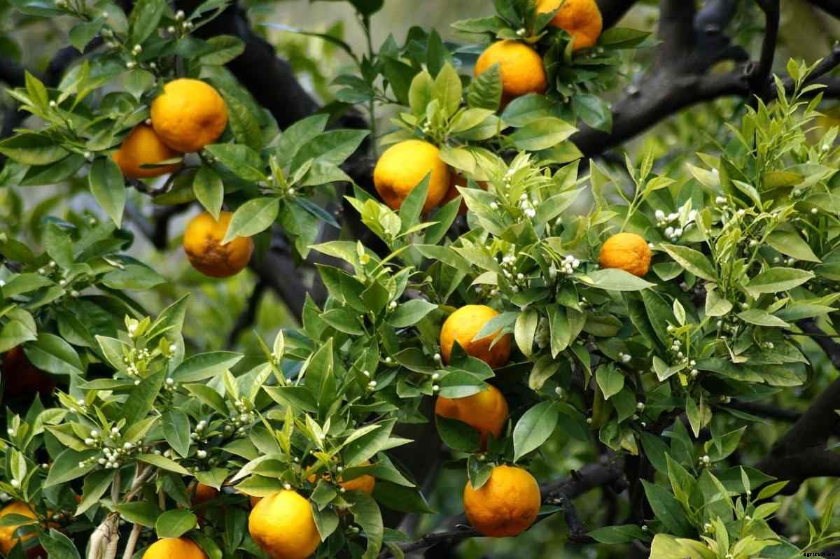 Orange Gardening For Beginners, How To Start, FAQs