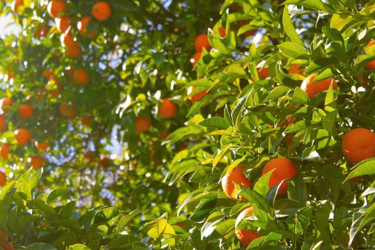 Orange Gardening For Beginners, How To Start, FAQs
