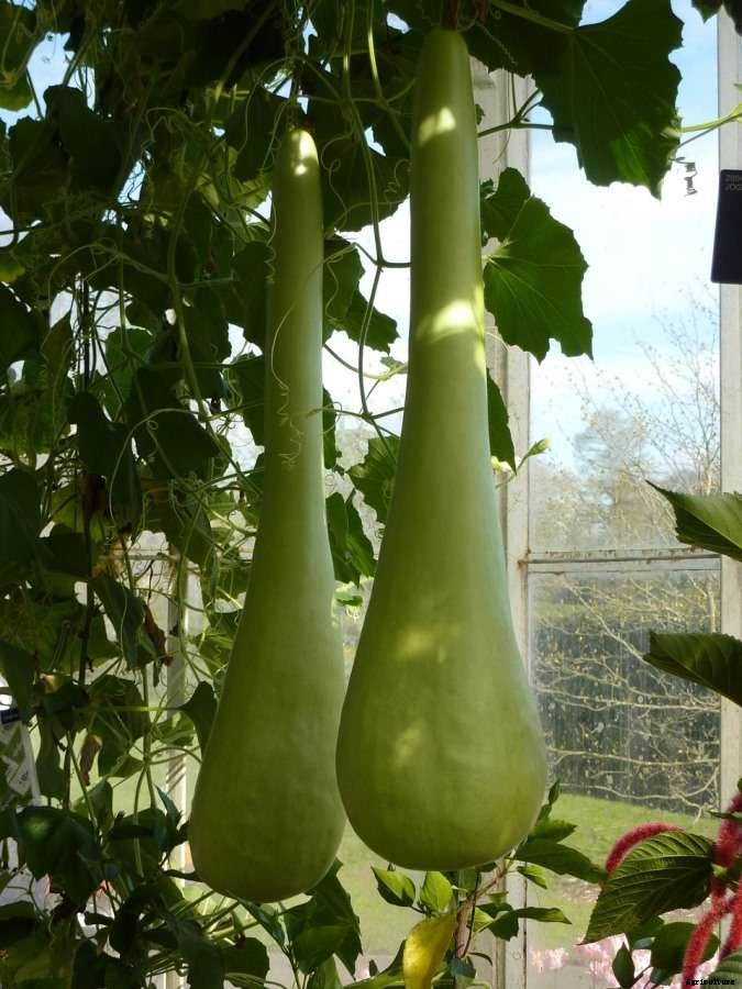 Bottle Gourd Gardening For Beginners, How To Start
