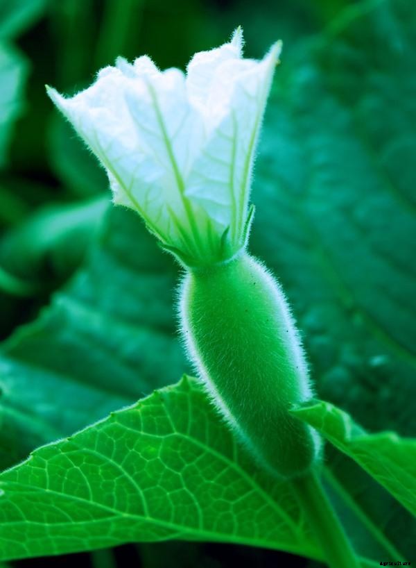 Bottle Gourd Gardening For Beginners, How To Start