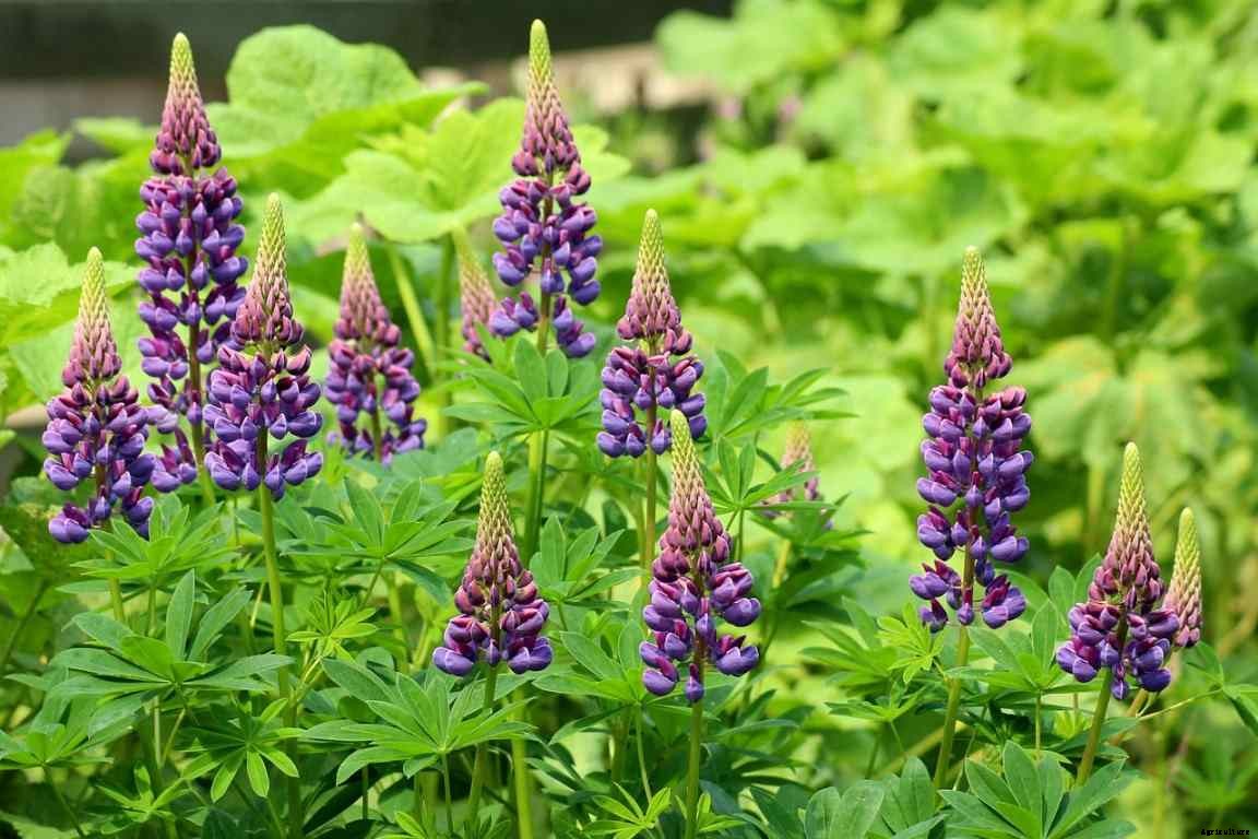 How To Grow Lupine Flowers – From Seeds, Cuttings