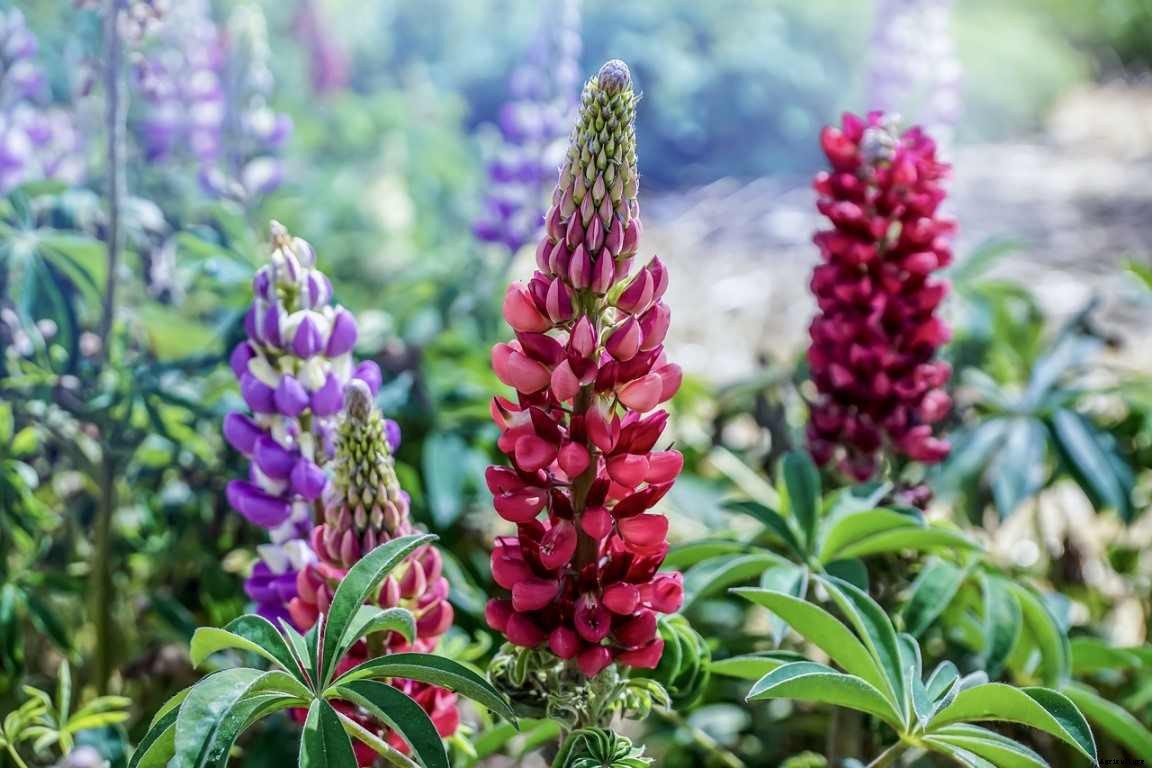 How To Grow Lupine Flowers – From Seeds, Cuttings