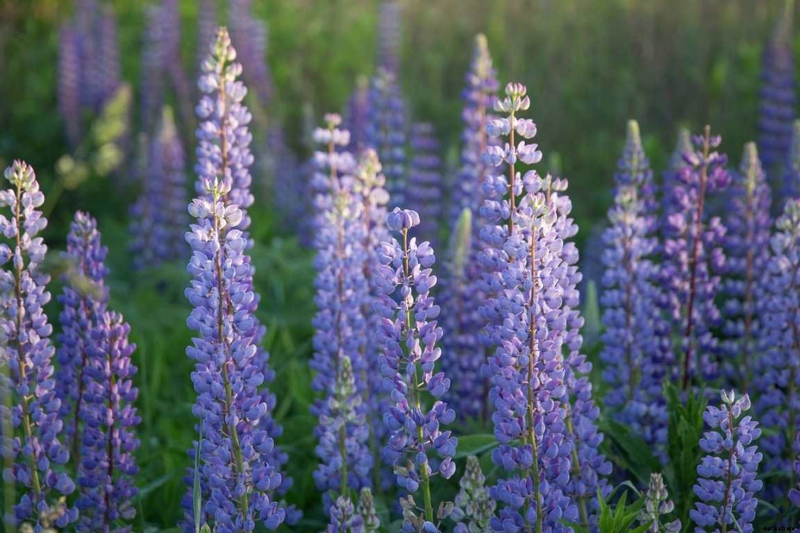 How To Grow Lupine Flowers – From Seeds, Cuttings