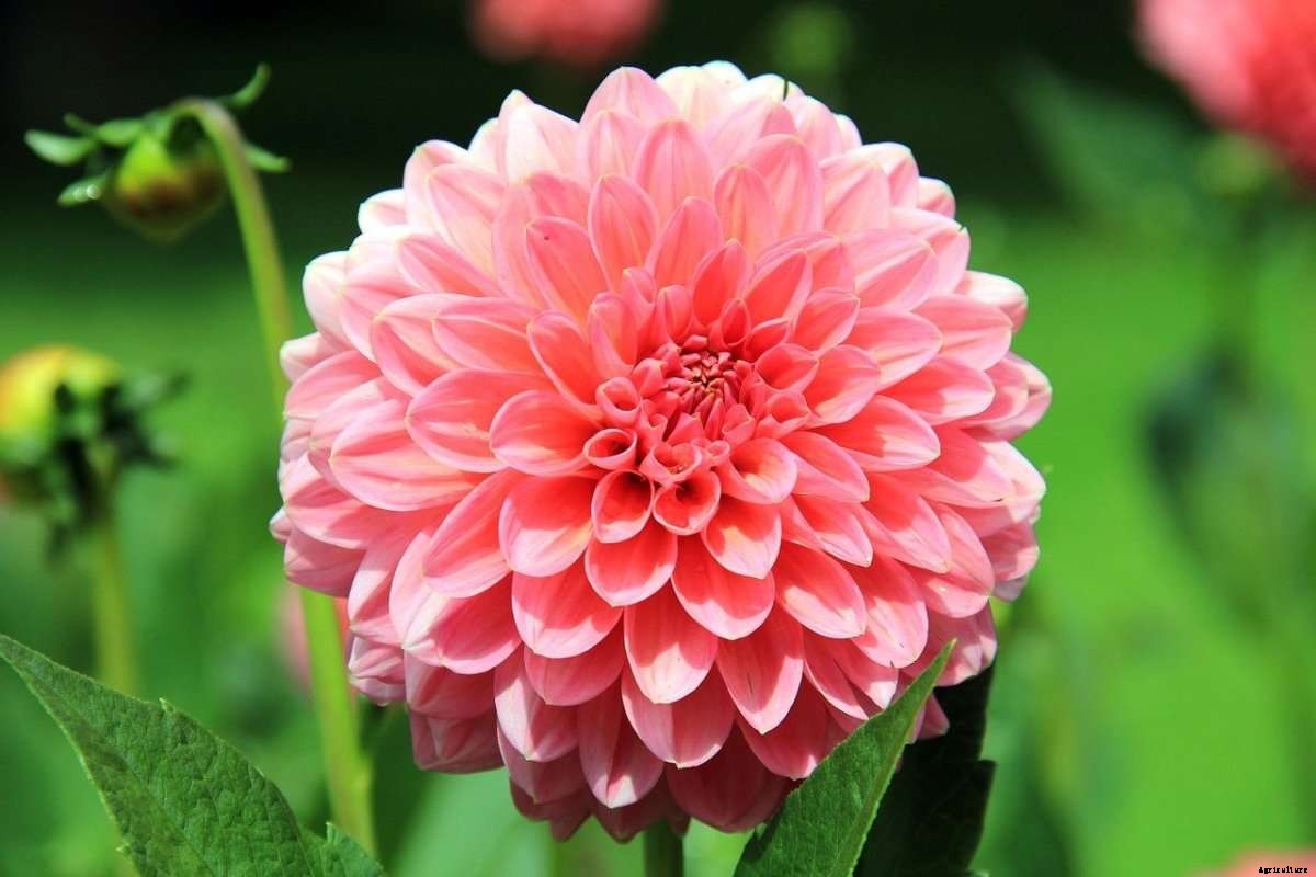 Dahlia Gardening For Beginners – How To Start, FAQs