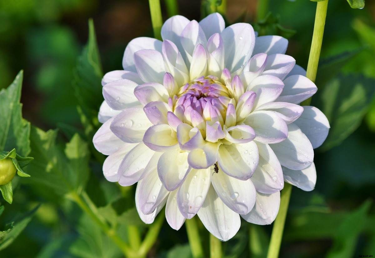 Dahlia Gardening For Beginners – How To Start, FAQs