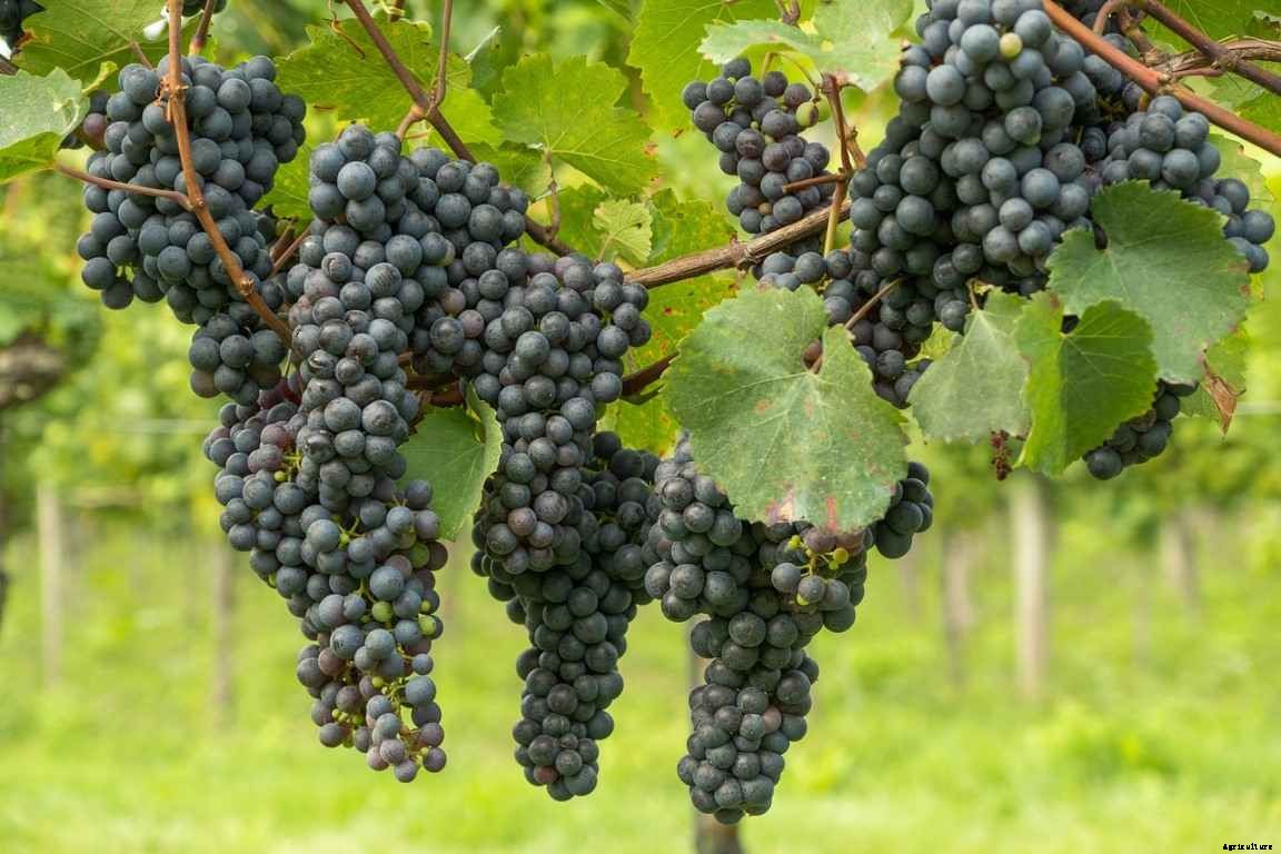 Grapes Gardening For Beginners – How To Start, FAQs