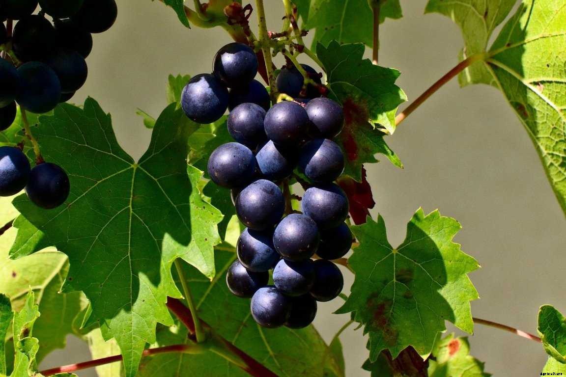 Grapes Gardening For Beginners – How To Start, FAQs