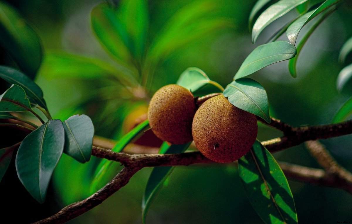 Sapodilla Gardening For Beginners, How To Start