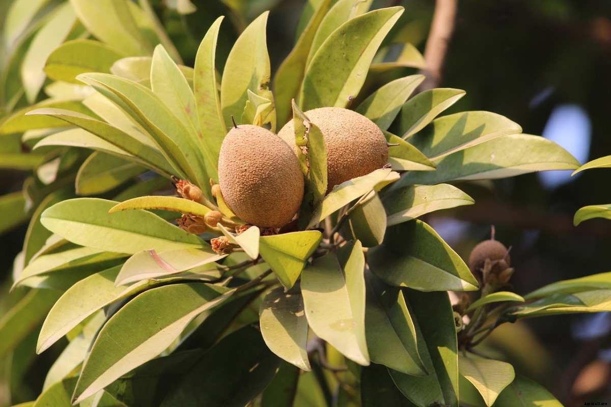 Sapodilla Gardening For Beginners, How To Start