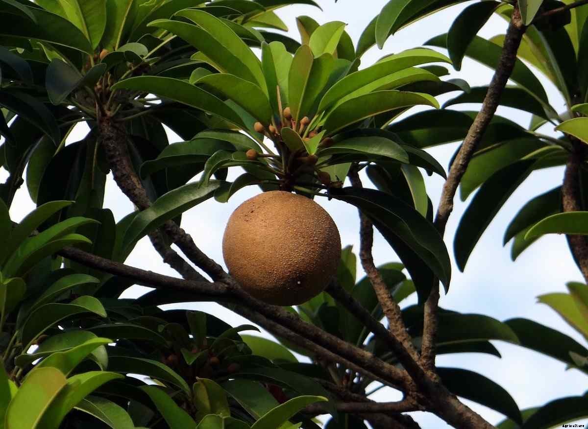 Sapodilla Gardening For Beginners, How To Start