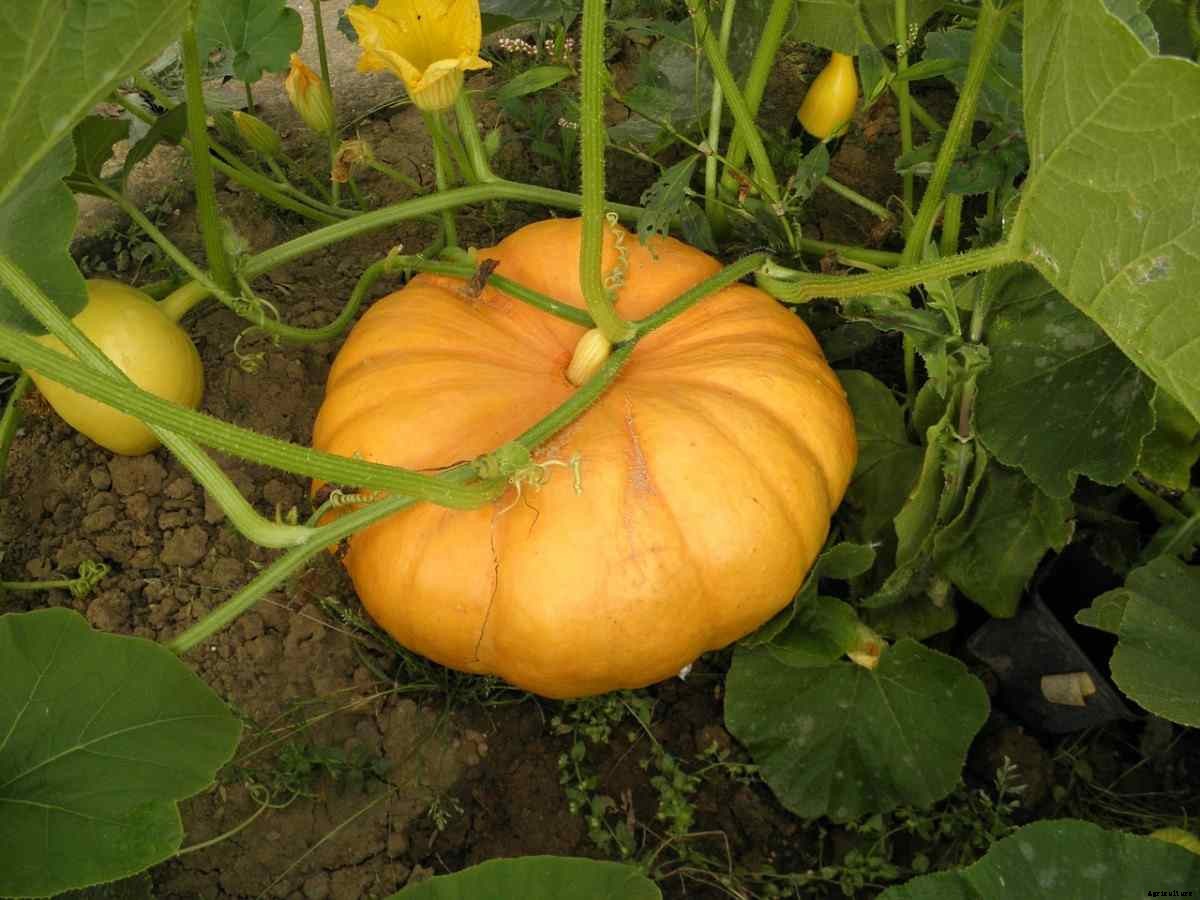 Pumpkin Gardening For Beginners,  How To Start, FAQs