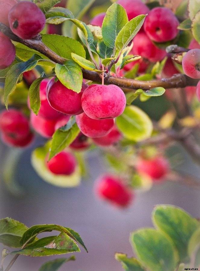 Apple Gardening For Beginners, How To Start, FAQs