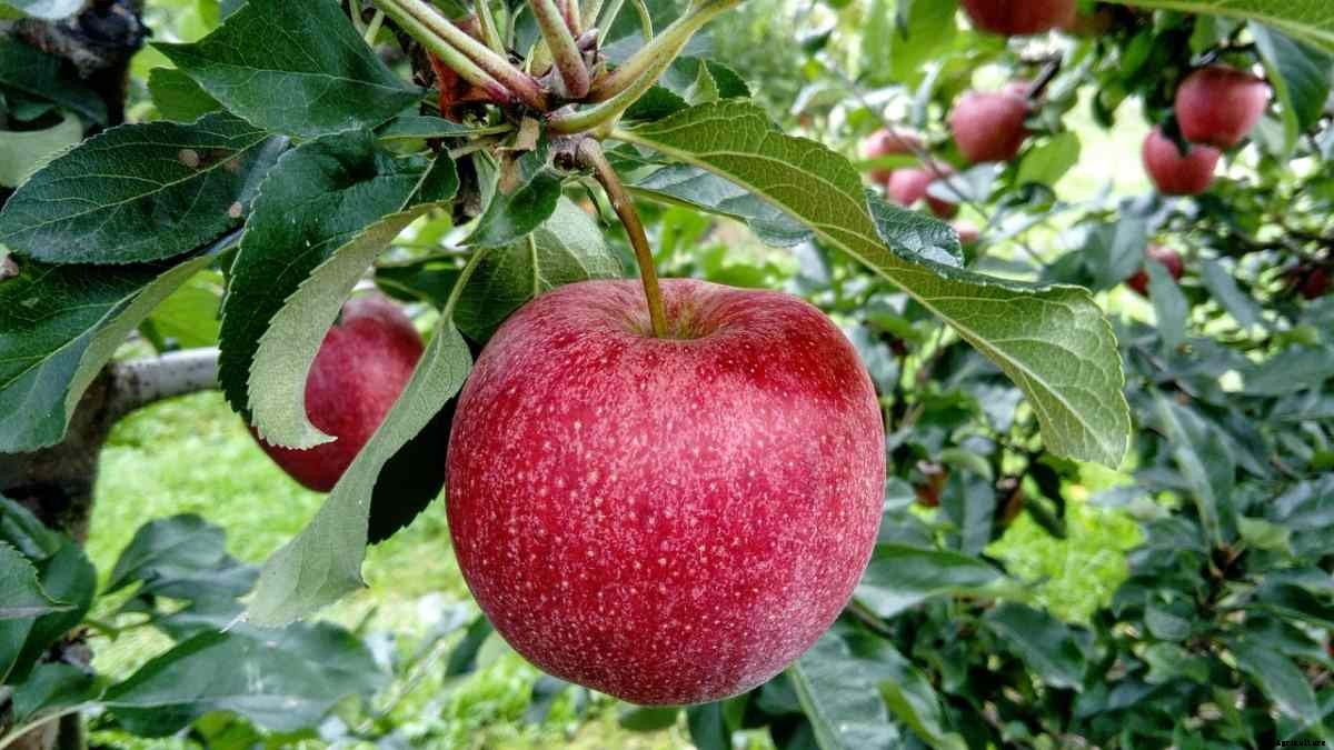Apple Gardening For Beginners, How To Start, FAQs