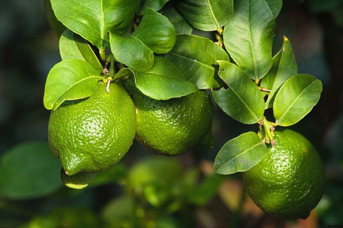 Lemon Gardening For Beginners, How To Start, FAQs
