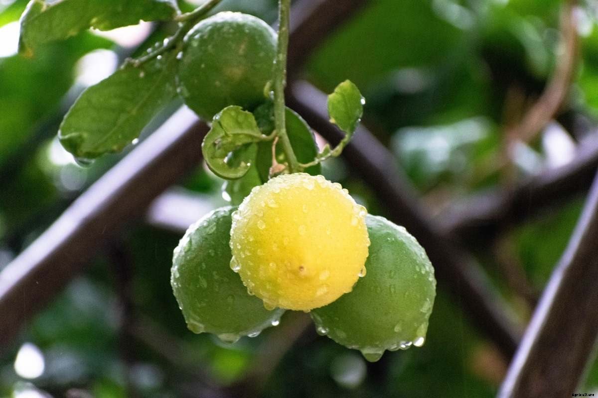 Lemon Gardening For Beginners, How To Start, FAQs