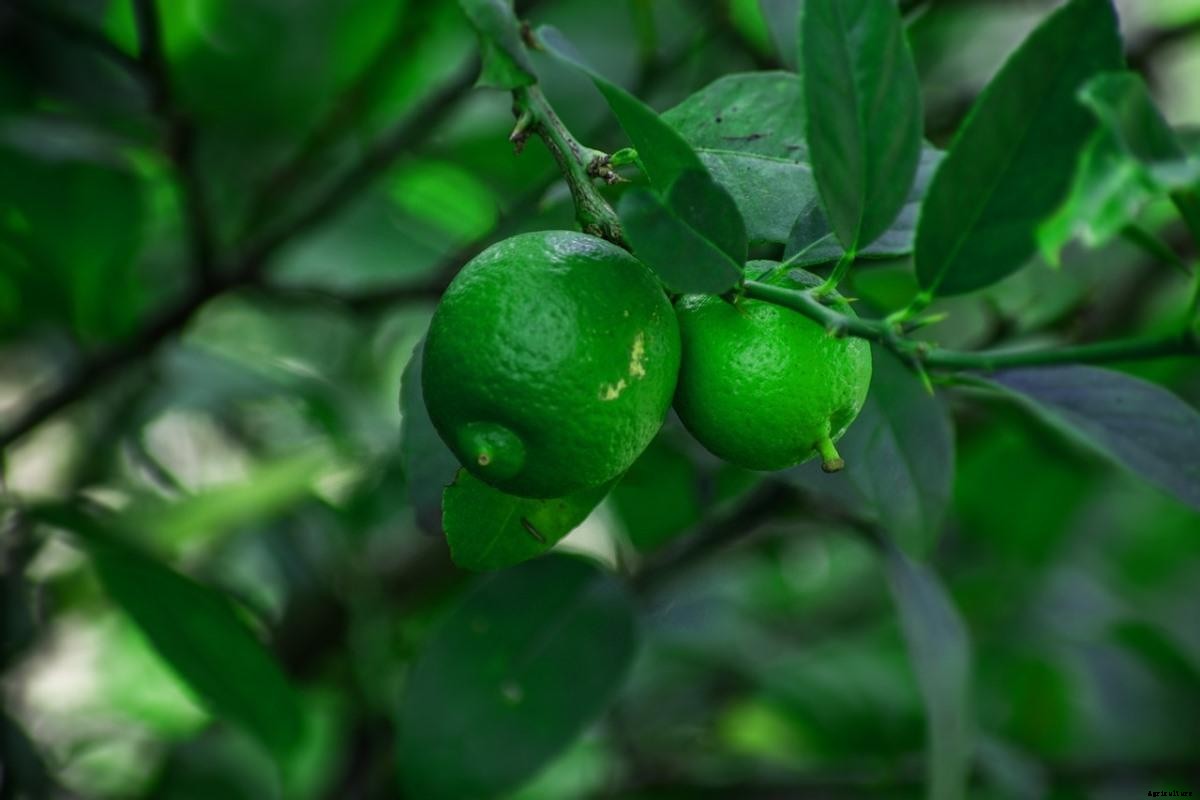 Lemon Gardening For Beginners, How To Start, FAQs