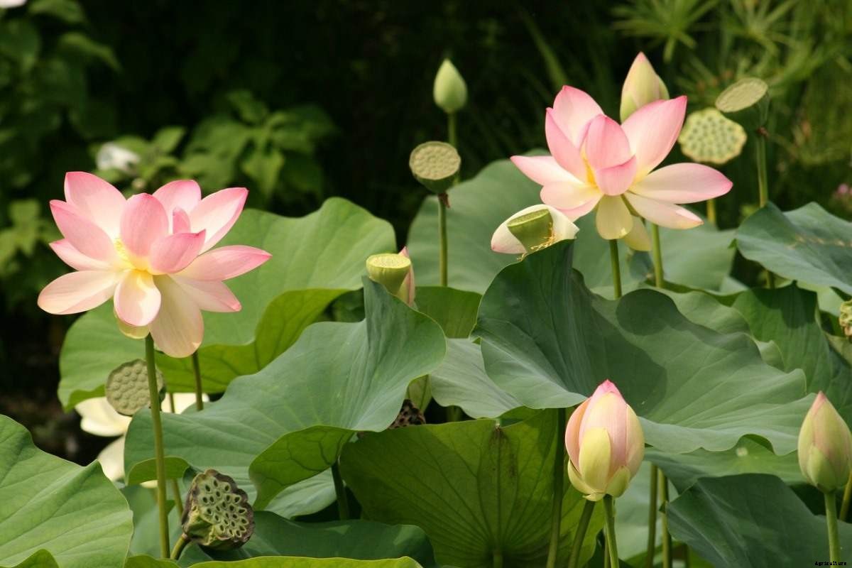 Lotus Gardening for Beginners  – How To Start, FAQs