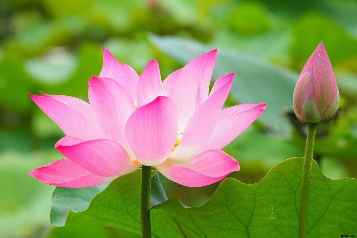 Lotus Gardening for Beginners  – How To Start, FAQs